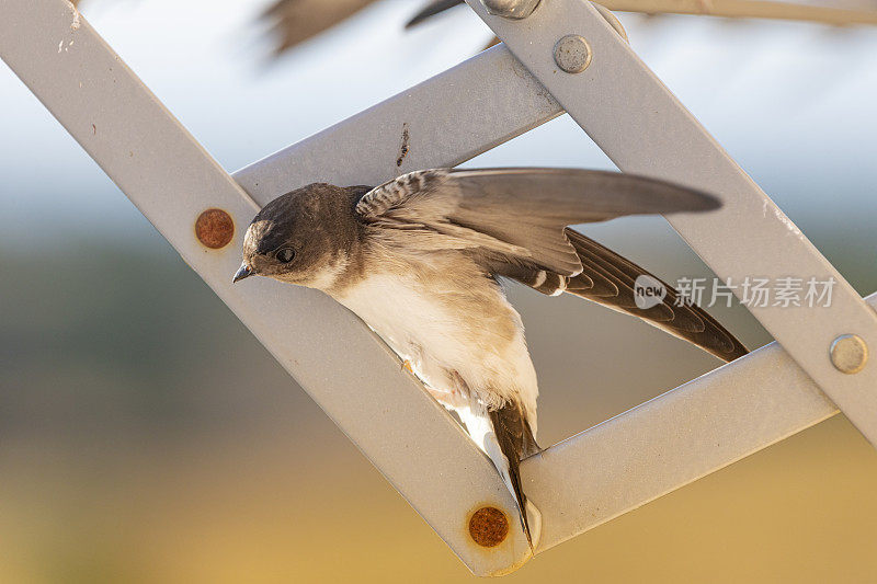 谷仓燕子(Hirundo rustica)在我的窗口靠近。躺在我的衣架上